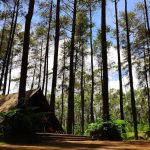 Orchid Forest Cikole tiket masuk